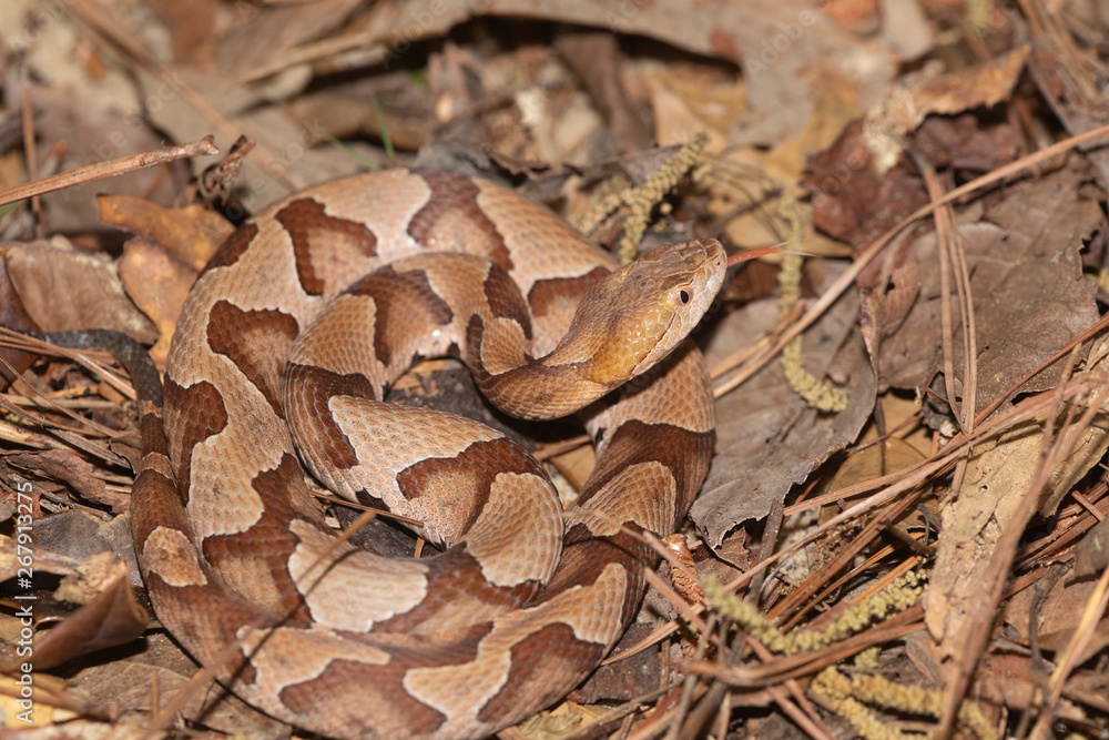 Southern Copperhead on the North Carolina Coast Southern Copperhead on the North Carolina Coast