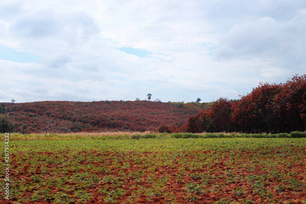 Red rubber tree on mountain. Chaiyaphum province, Thailand.