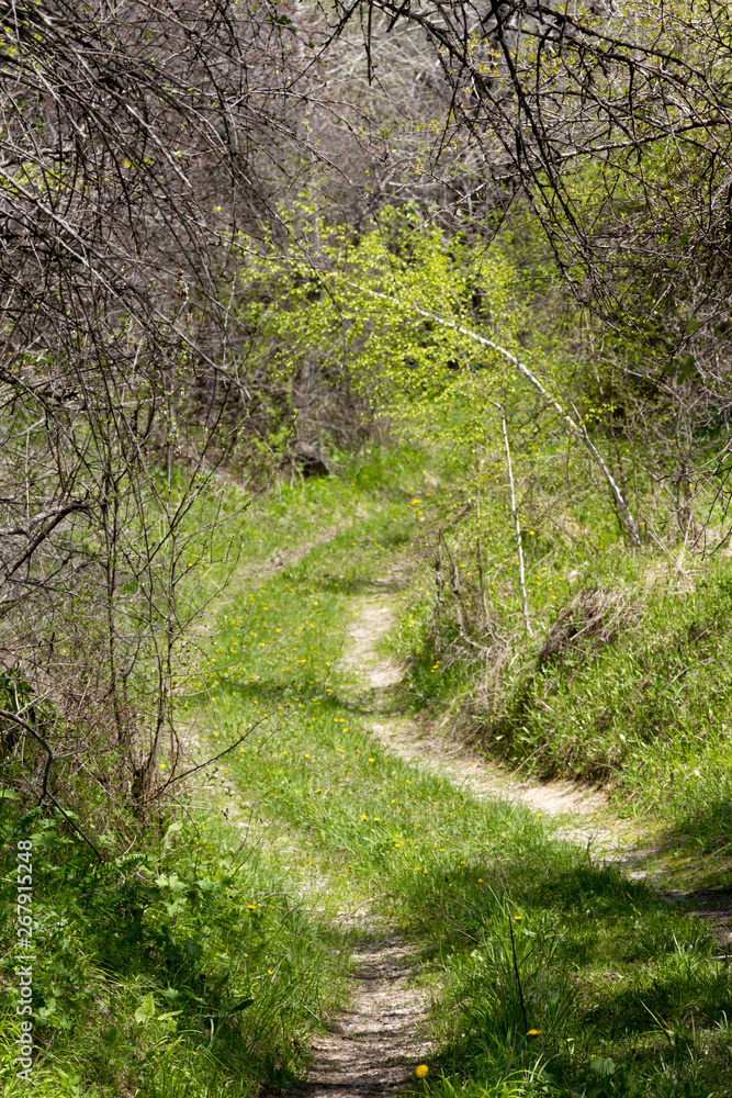 country road among trees in spring country road among trees in spring