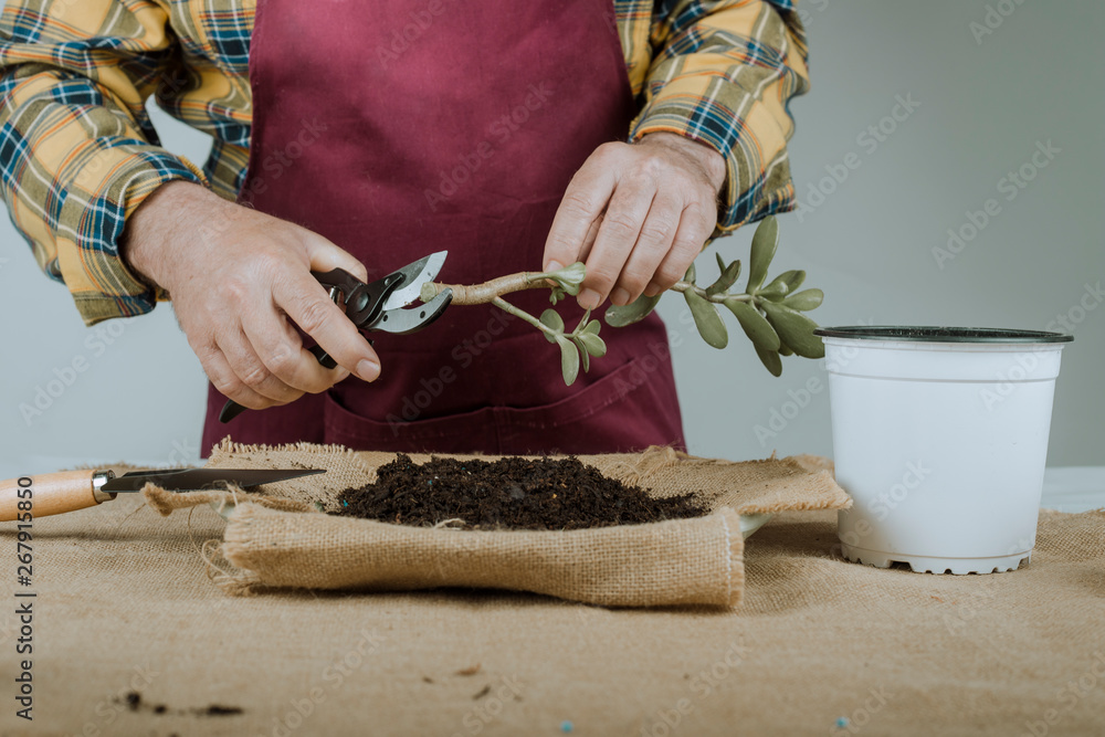 Man cleaning a cutting to transplant