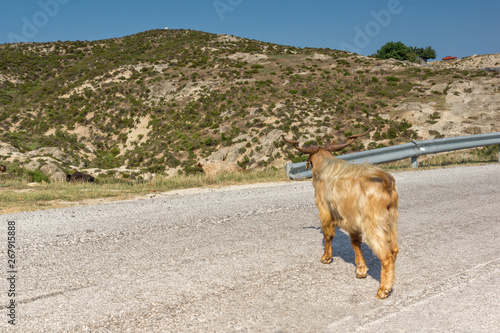 Rural landscape of Sithonia peninsula, Chalkidiki, Central Macedonia, Greece photo