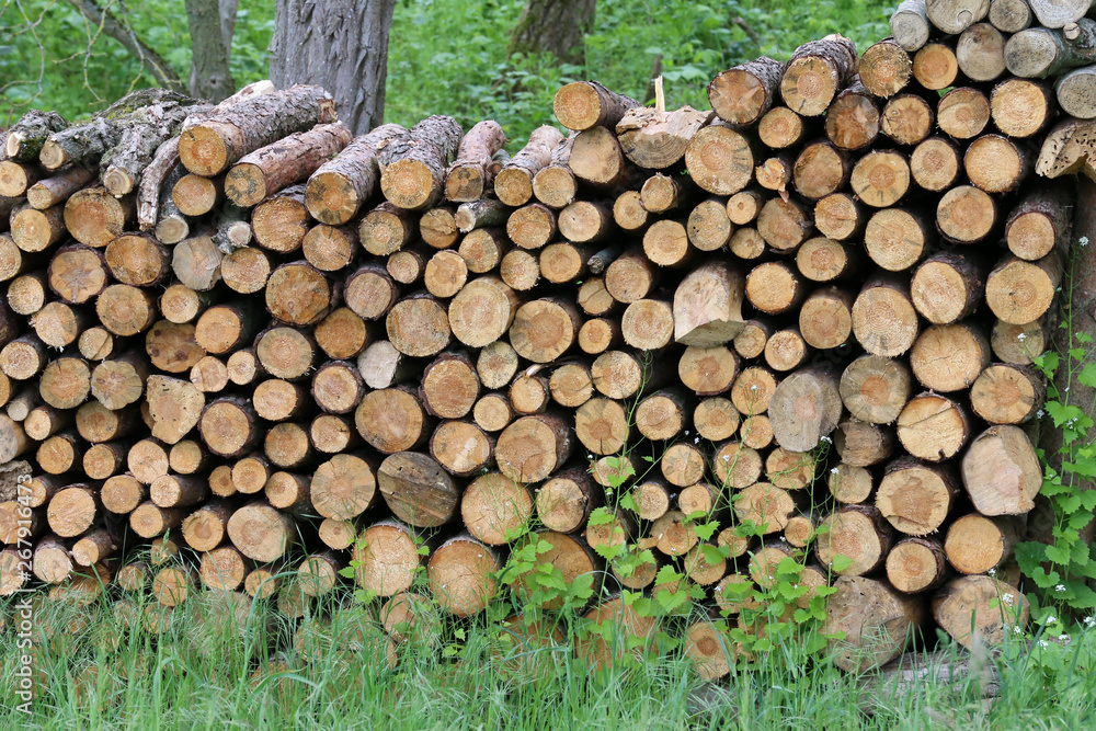Firewood is stacked in the forest to dry
