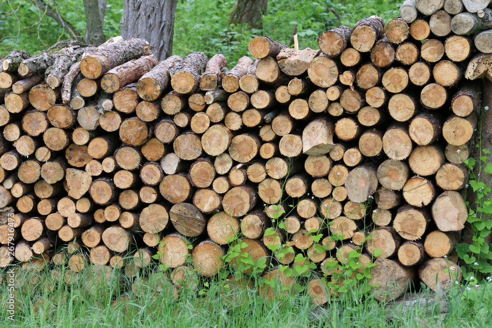 Firewood is stacked in the forest to dry Firewood is stacked in the forest to dry