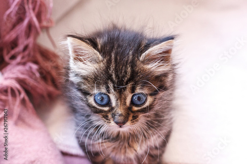 Fototapeta Naklejka Na Ścianę i Meble -  Beautiful fluffy tabby kitten with big blue eyes