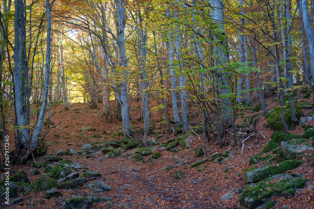 Obraz premium Autumn forest