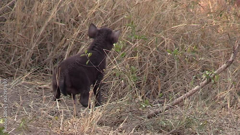 Curious Baby Hyena Exploring The Den Site.