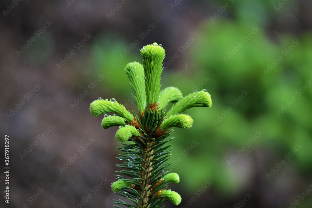 Wipfel von Baum Wipfel von Baum