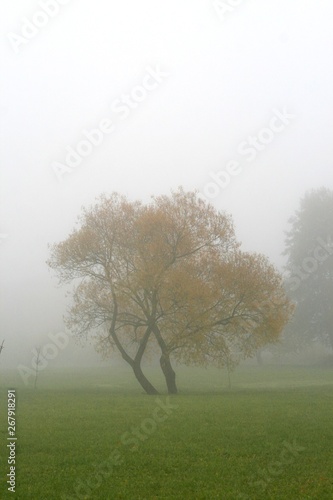 Single tree in mysterious fog