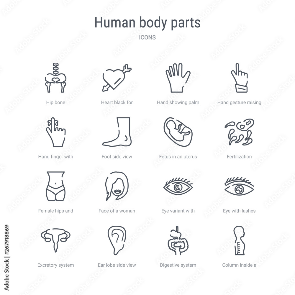 set of 16 human body parts concept vector line icons such as column