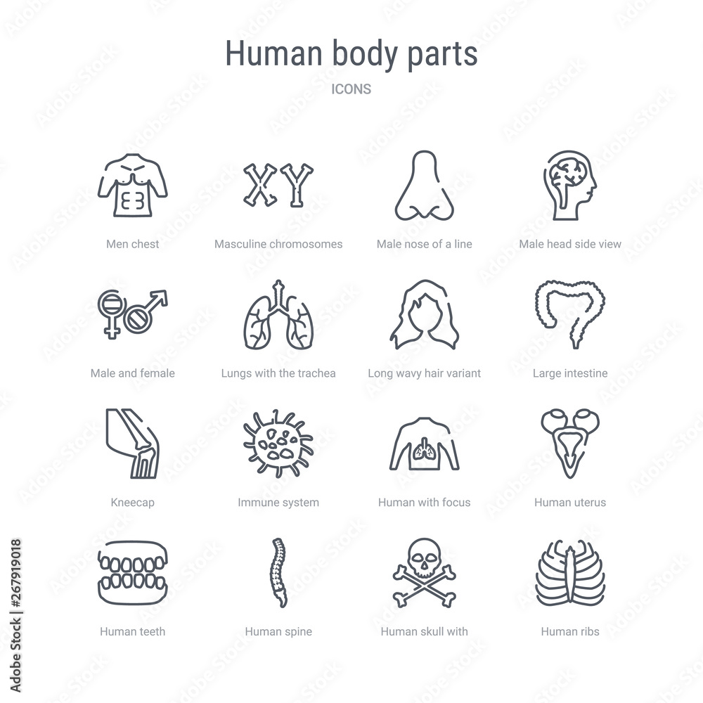 set of 16 human body parts concept vector line icons such as human ribs, human skull with crossed bones, spine, teeth, uterus, with focus on the lungs, immune system, kneecap. 64x64 thin stroke