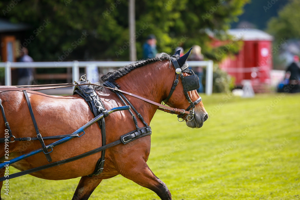 Horse ponies (coach horses) hooked in front of the coach in a driving competition.. Horse ponies (coach horses) hooked in front of the coach in a driving competition..