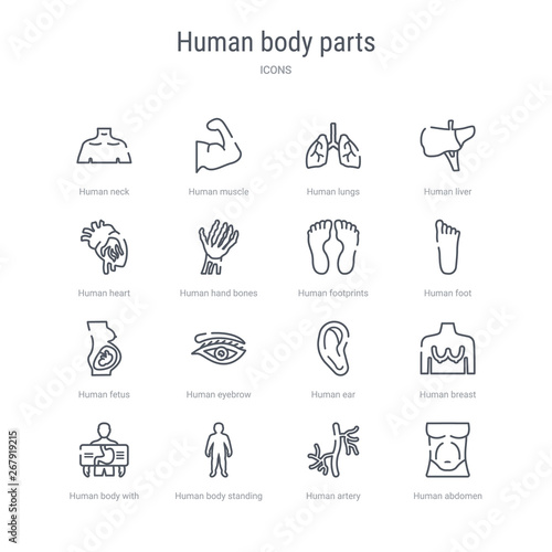 set of 16 human body parts concept vector line icons such as human abdomen, human artery, body standing black, body with x ray plate focusing on stomach, breast, ear, eyebrow, fetus. 64x64 thin