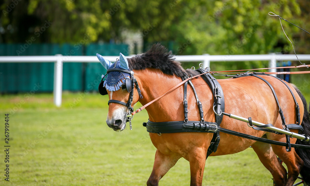 Horse ponies (coach horses) hooked in front of the coach in a driving competition.. Horse ponies (coach horses) hooked in front of the coach in a driving competition..