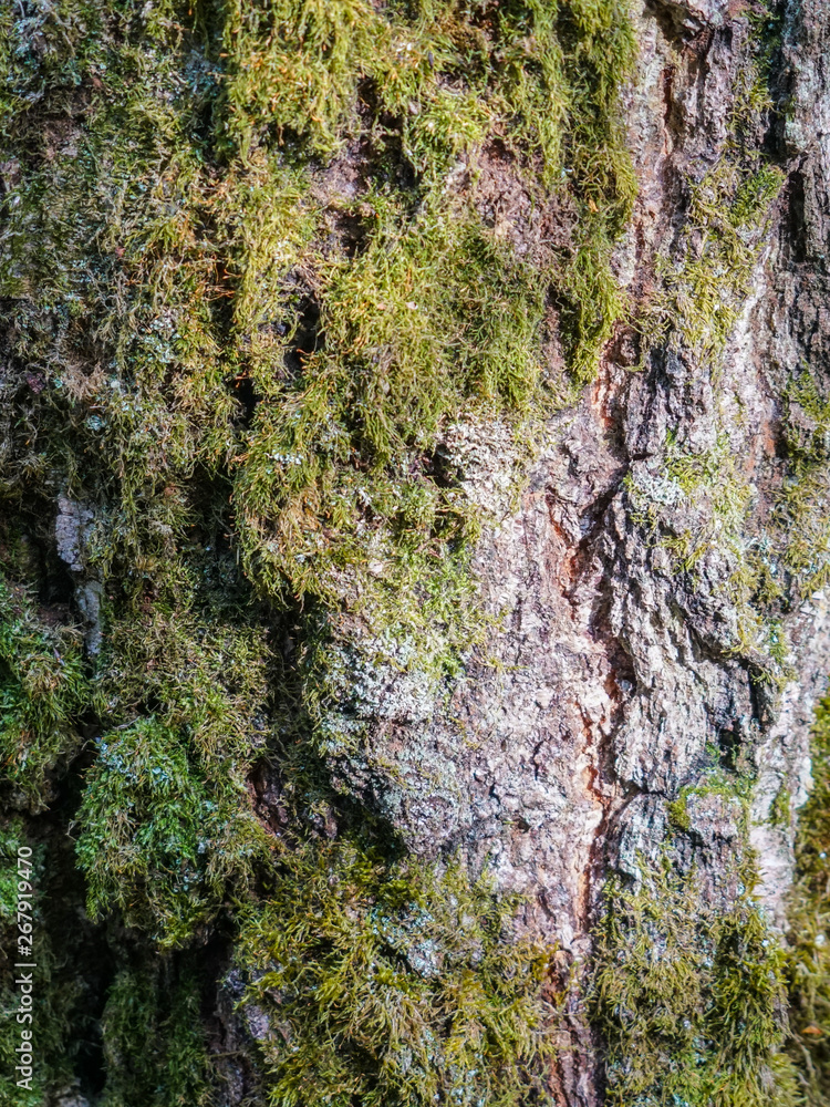 Pine bark, texture. Old pine covered with moss and lichen in the bright sun