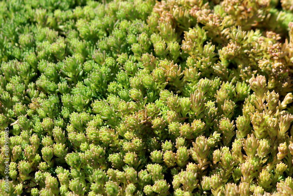 Background texture made of densely planted Sedum or Stonecrop hardy succulent ground cover perennial green plant with thick succulent leaves and fleshy stems growing in local garden on warm sunny spri Background texture made of densely planted Sedum or Stonecrop hardy succulent ground cover perennial green plant with thick succulent leaves and fleshy stems growing in local garden on warm sunny spri