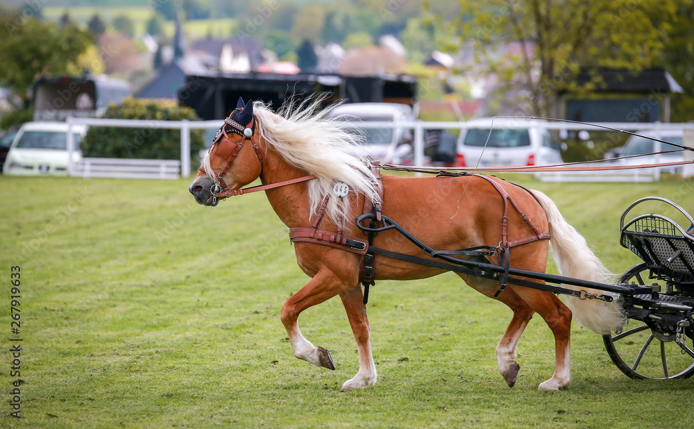 Horse ponies (coach horses) hooked in front of the coach in a driving competition.. Horse ponies (coach horses) hooked in front of the coach in a driving competition..