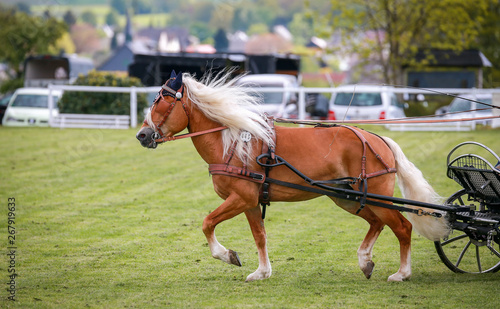 Horse ponies (coach horses) hooked in front of the coach in a driving competition.. © RD-Fotografie