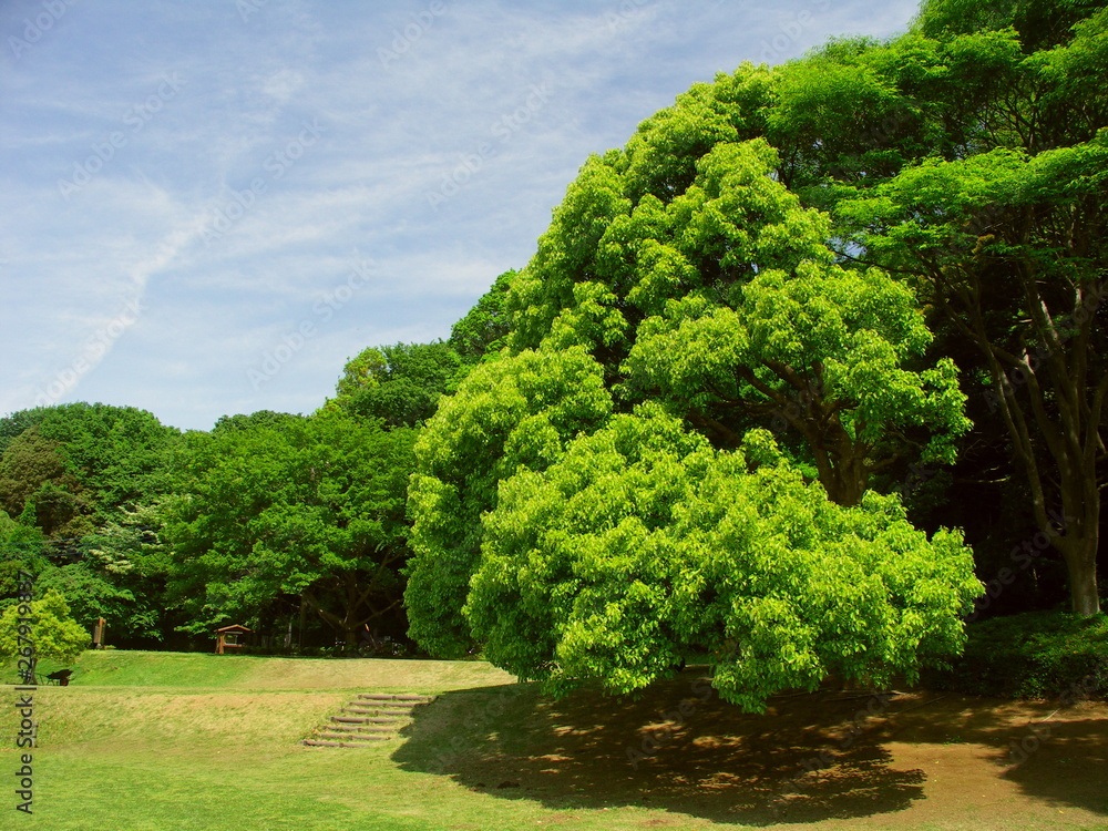 新緑の樟のある公園風景