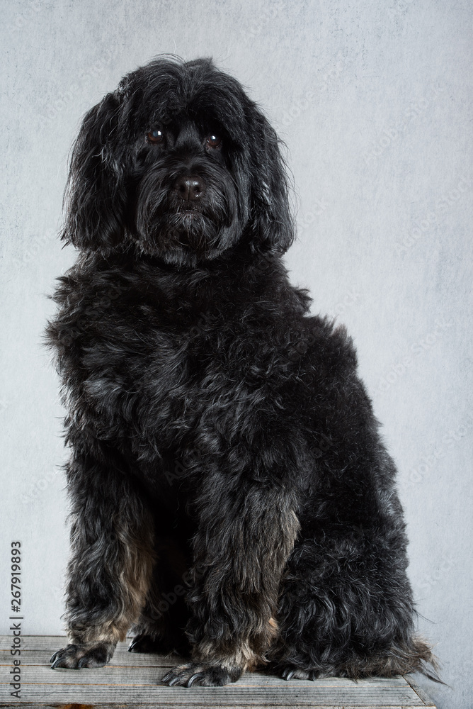Black furry pet dog Black furry pet dog