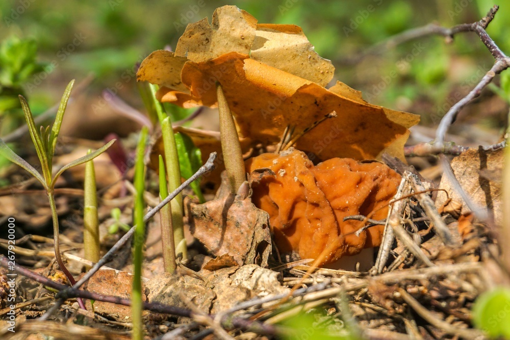 Harvesting the first harvest of mushrooms. The first spring mushrooms appear more, they skillfully hide under last year’s leaves Harvesting the first harvest of mushrooms. The first spring mushrooms appear more, they skillfully hide under last year’s leaves