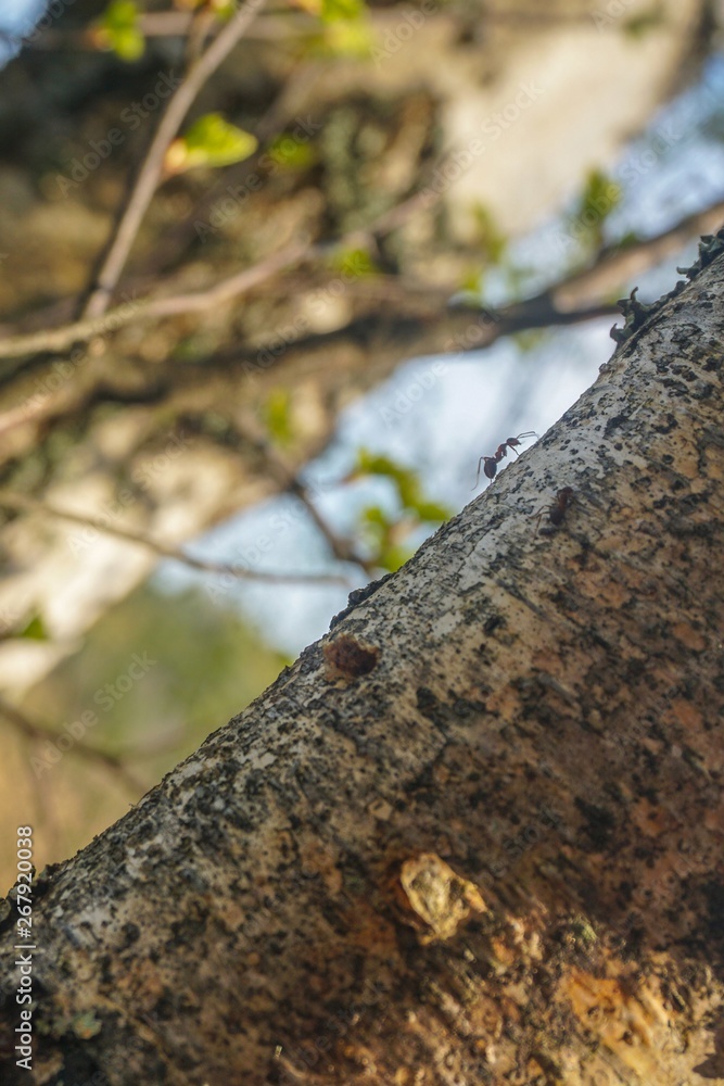 Ants are going to hunt. Insects climb trees looking for food Ants are going to hunt. Insects climb trees looking for food