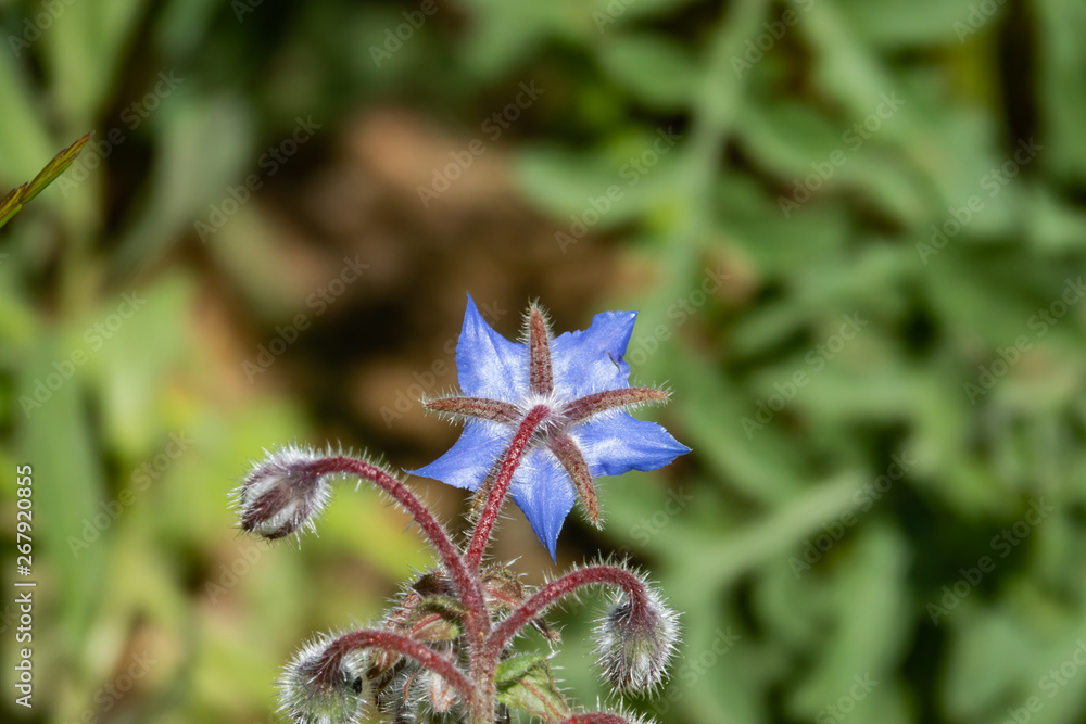Borage Flower in Bloom in Springtime