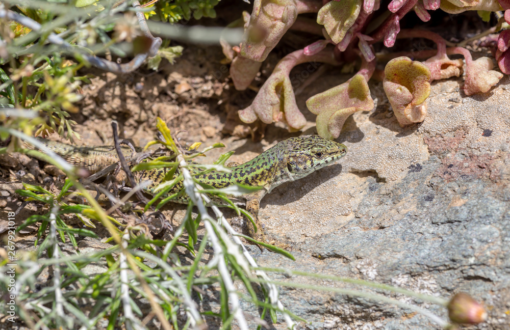 Obraz premium Erhard's Wall Lizard (Podarcis erhardii naxensis) sitting on a stones close-up in a sunny day