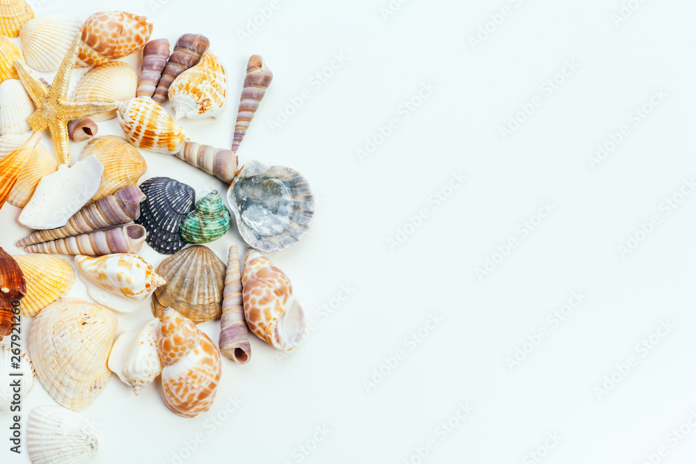 Obraz premium shells isolated on white background