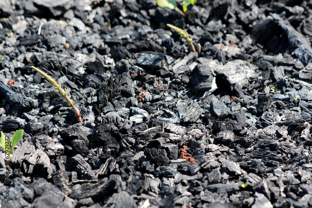 Fresh green plants growing from coal spread on ground left from last barbeque in local garden on warm sunny spring day Fresh green plants growing from coal spread on ground left from last barbeque in local garden on warm sunny spring day