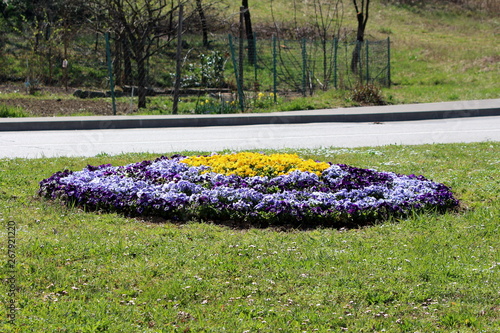 Flower island made of colorful Wild pansy or Viola tricolor or Johnny jump up or Heartsease or Hearts ease or Hearts delight or Tickle my fancy or Jack jump up and kiss me or Come and cuddle me or Thr photo