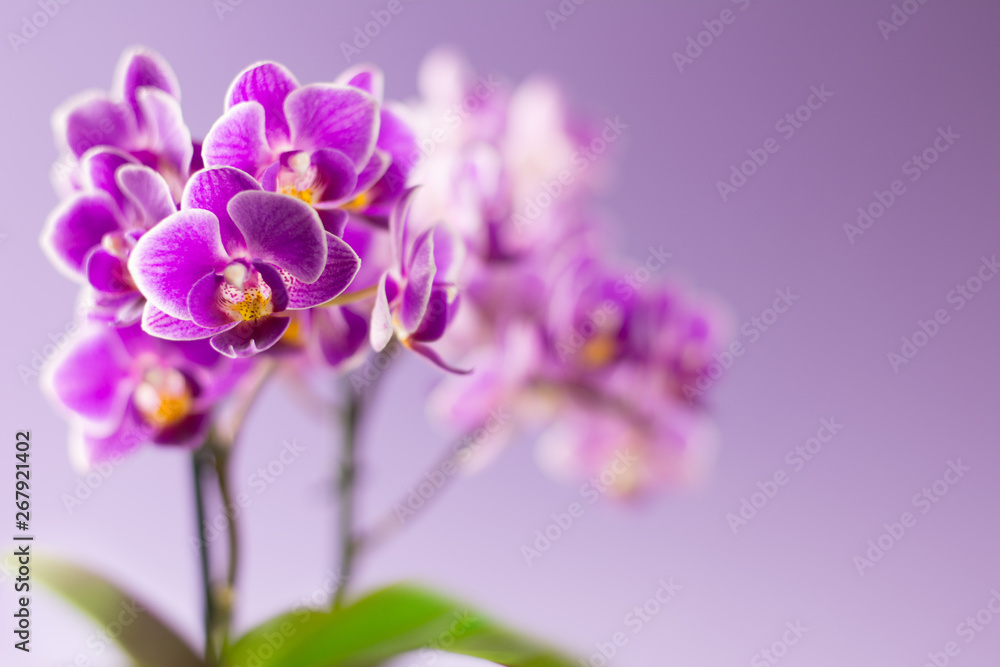 Beautiful purple orchid flowers with two green leaves on light purple background - text space