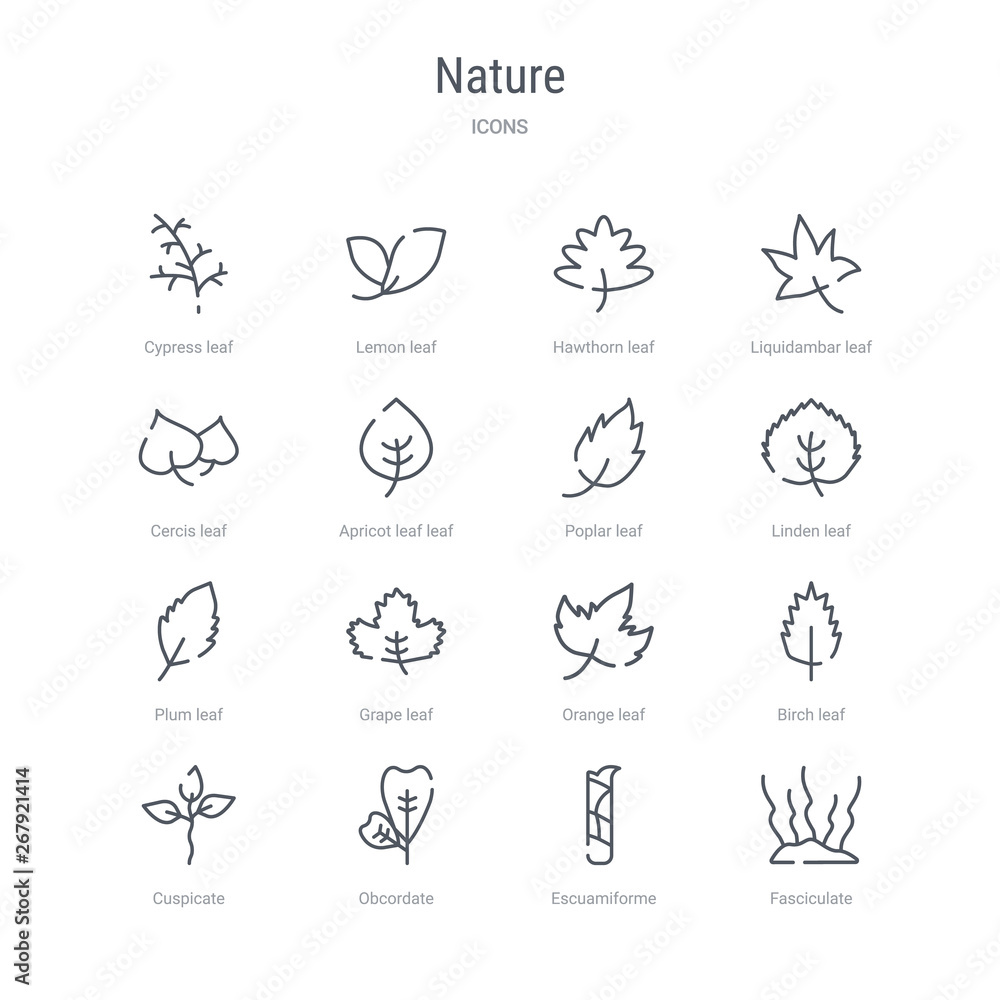 set of 16 nature concept vector line icons such as fasciculate, escuamiforme, obcordate, cuspicate, birch leaf, orange leaf, grape leaf, plum 64x64 thin stroke icons