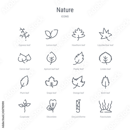 set of 16 nature concept vector line icons such as fasciculate, escuamiforme, obcordate, cuspicate, birch leaf, orange leaf, grape leaf, plum 64x64 thin stroke icons