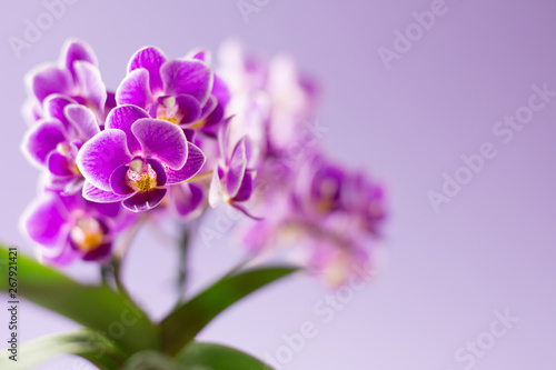Beautiful purple orchid flowers with green leaves on light purple background - text space © dorotaemiliac