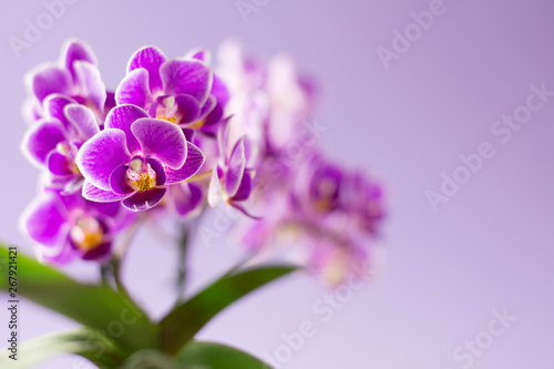Beautiful purple orchid flowers with green leaves on light purple background - text space