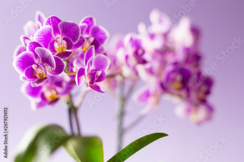 Beautiful purple orchid flowers with two green leaves on light purple background