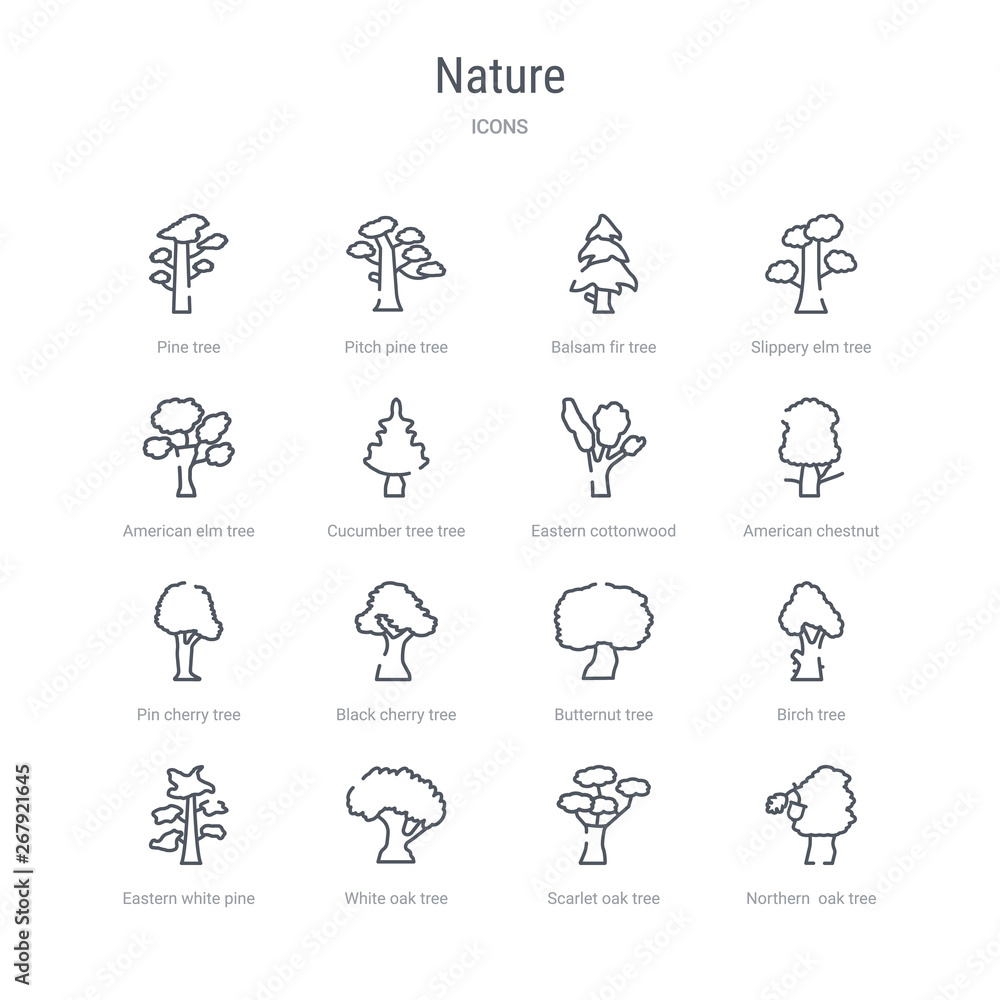 set of 16 nature concept vector line icons such as northern oak tree, scarlet oak tree, white oak tree, eastern white pine birch butternut black cherry pin cherry 64x64 thin stroke icons set of 16 nature concept vector line icons such as northern oak tree, scarlet oak tree, white oak tree, eastern white pine birch butternut black cherry pin cherry 64x64 thin stroke icons