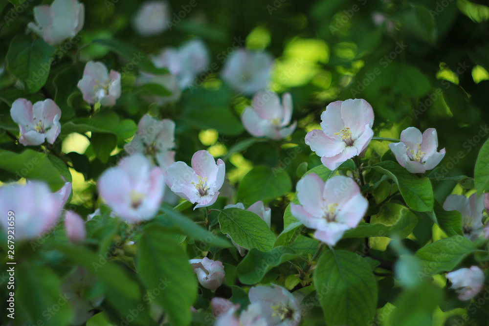 Apple. Very beautiful flowering apple tree. spring flowers 