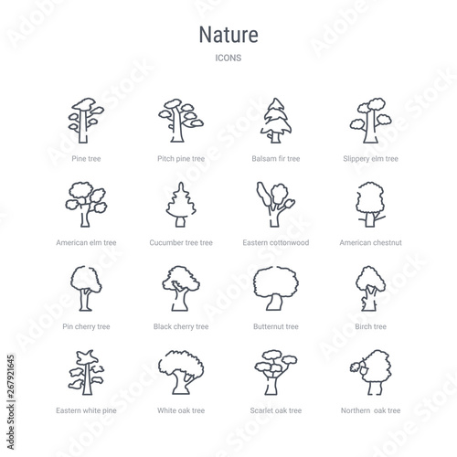 set of 16 nature concept vector line icons such as northern oak tree, scarlet oak tree, white oak tree, eastern white pine birch butternut black cherry pin cherry 64x64 thin stroke icons