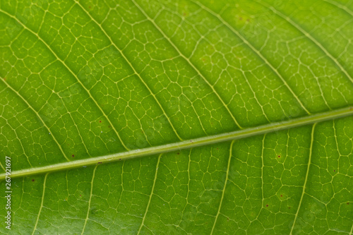 Macro of a green healthy leaf.