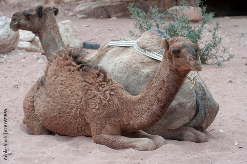 Camel in Petra, Jordan