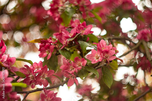 Apple tree in bloom,  bright pink flowers, bokeh. © KlenOlga
