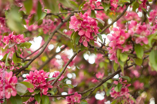 Apple tree in bloom,  bright pink flowers, bokeh.