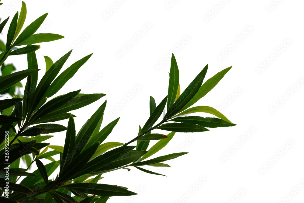 Fototapeta premium Tropical tree leaves with branches on white isolated background for green foliage backdrop 