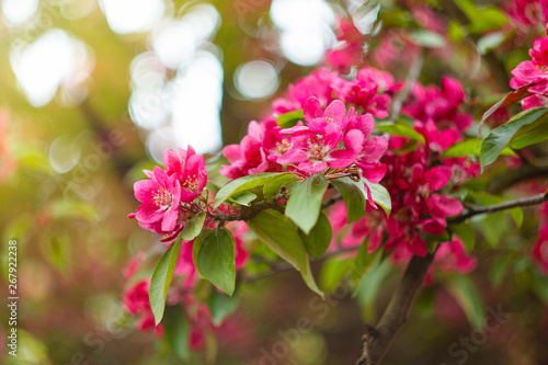 Apple tree in bloom, bright pink flowers, bokeh.