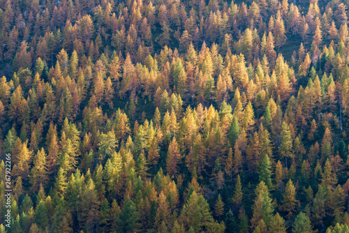 Autumn forest with larch, spruce and pine trees