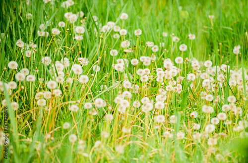 Dandelion field. Fresh green grass and light white dandelion flowers. Natural background. Springtime concept. Many tender flowers in field. Dandelion soft bloom. Eco and organic. Dandelion in nature