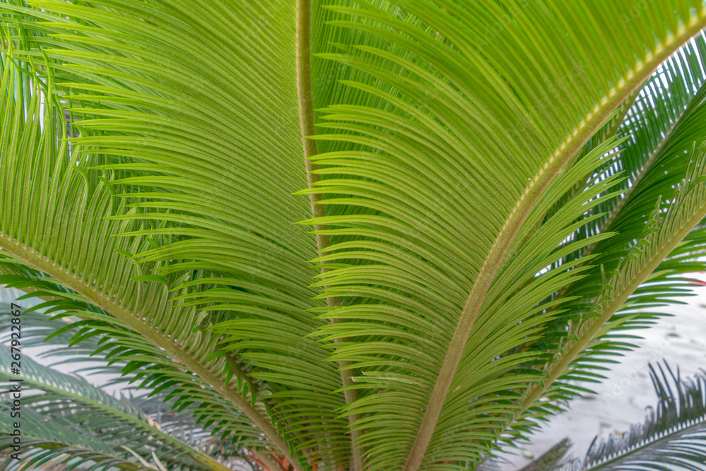 Fototapeta premium Palm tree leaf texture or background pattern.