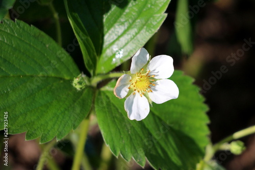 Single Strawberry or Garden strawberry plant with pure white flower surrounded with green leaves planted in local garden on warm sunny spring day