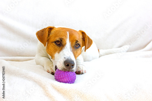 jack russell terrier lies on a white bedspread and holds a ball in his mouth © Nataliia Makarovska
